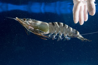 Hand reaching for black tiger prawn