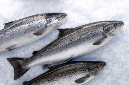 three salmon displayed laying diagonally, tail bottom left up to head top right, on ice.