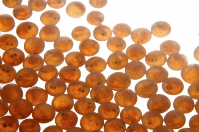 salmon roe which look like small orange/brown spheres on a bright white background.