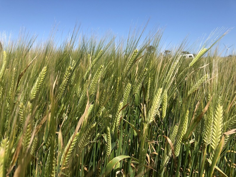 Green barley