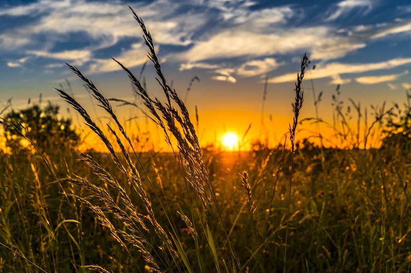 sunrise over a crop