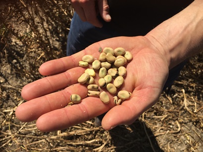 faba beans