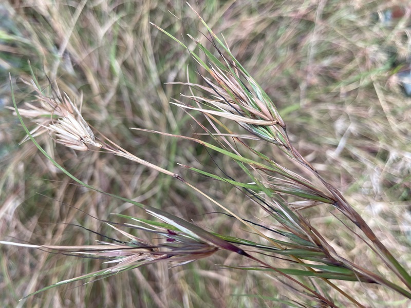 kangaroo grass, soverign grain