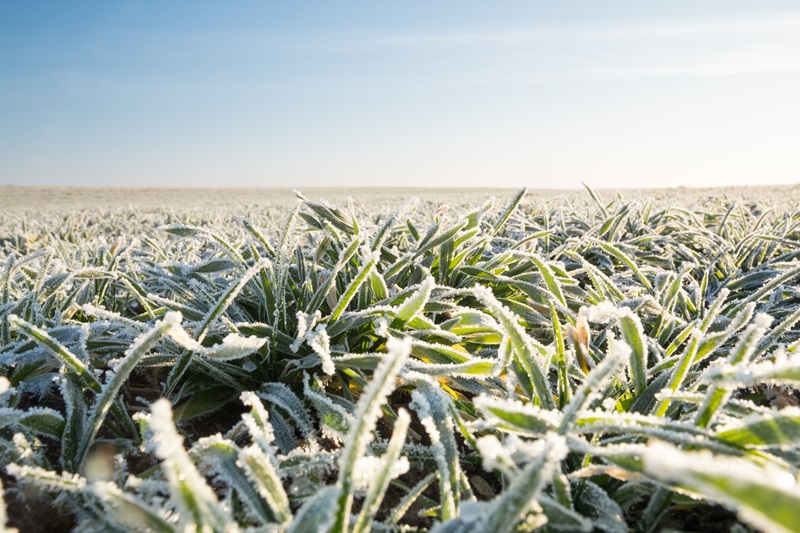 Frost on wheat crop