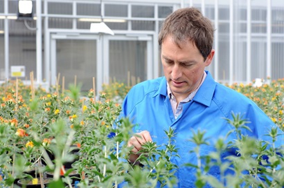 Man in greenhouse inspecting plant