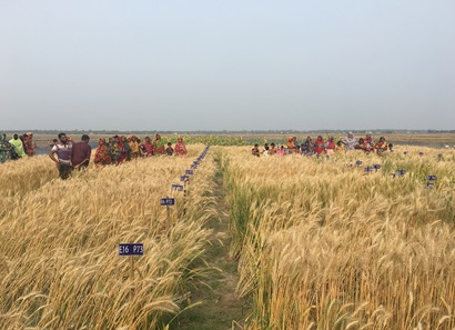 Bangladesh farmers in field experiments containing the new salt-tolerant breeding lines.