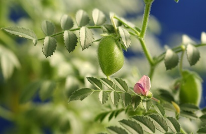 Chickpeas in a glasshouse.