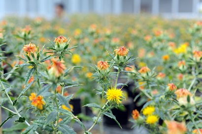 Safflower in a greenhouse.