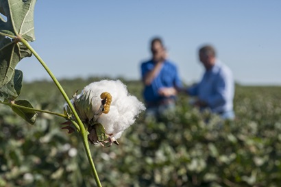 Boll worm on a cotton boll