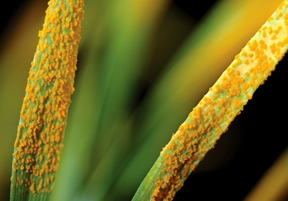 Rust on wheat.