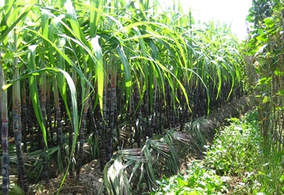 A field with sugarcane.
