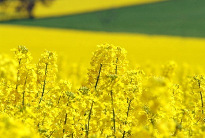 Flowering canola.