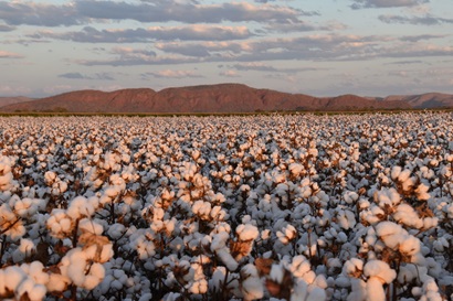 Cotton growing in a field.