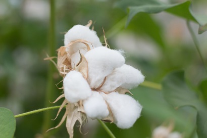A cotton boll growing in a glasshouse.