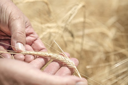 Kebari barley being held in a person's hands in a field.