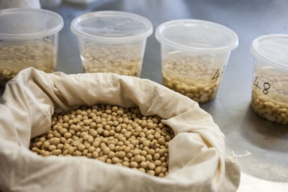 A variety of soybeans