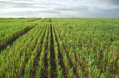 A wheat field.