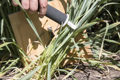 Wheat being stressed with a lodging test.