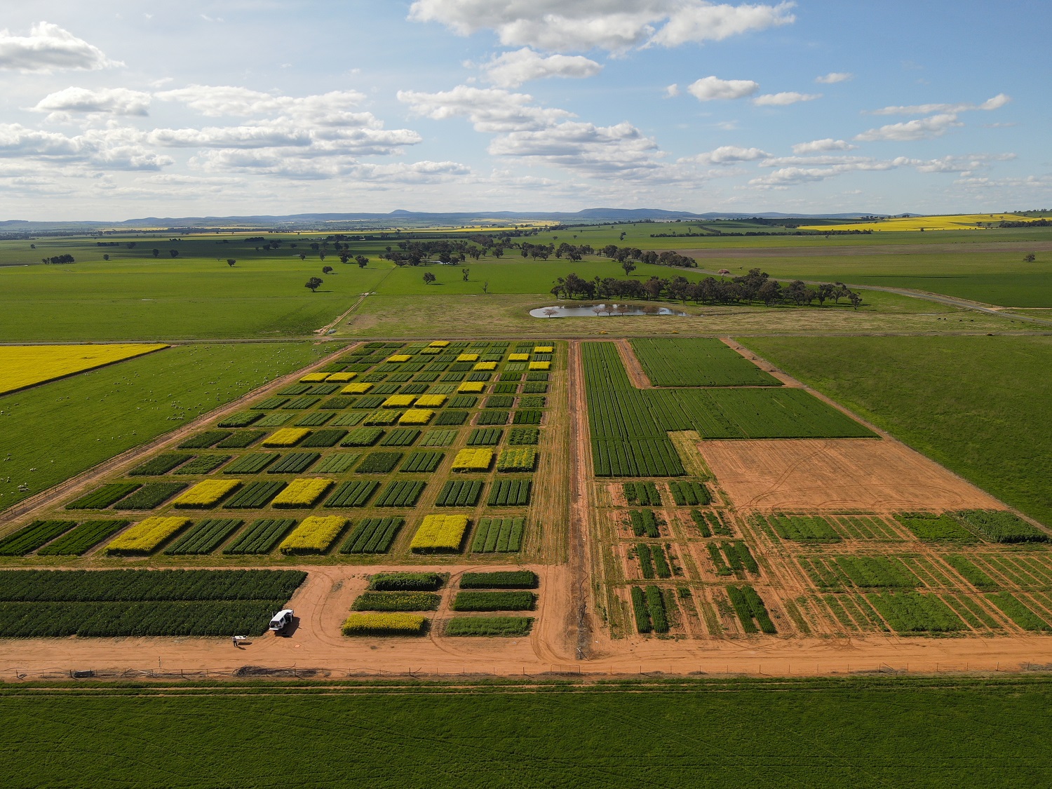 Plots of canola crop trials.