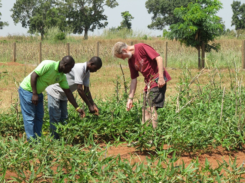 Dr TJ Higgins and two African colleagues inspecting cowpeas in a field test in Ghana.