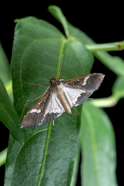 A Maruca moth sitting on the leaf of a cowpea plant.