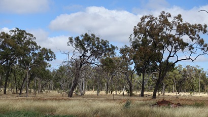 Australian rangelands