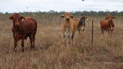 Brahman and Brahman cross cattle in North QLD