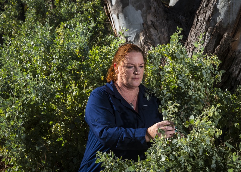 Person (Hayley Norman) inspecting Anameka Saltbush shrubs