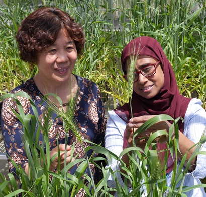 Two researchers examine wheat plants