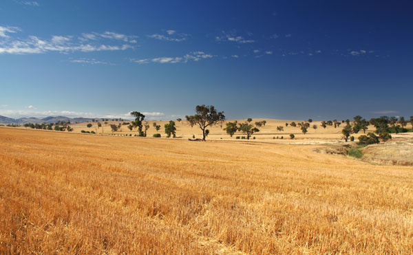 recently harvested wheat field in foreground with trees and hills stretched across the background all under a beautiful blue sky dotted with white clouds.