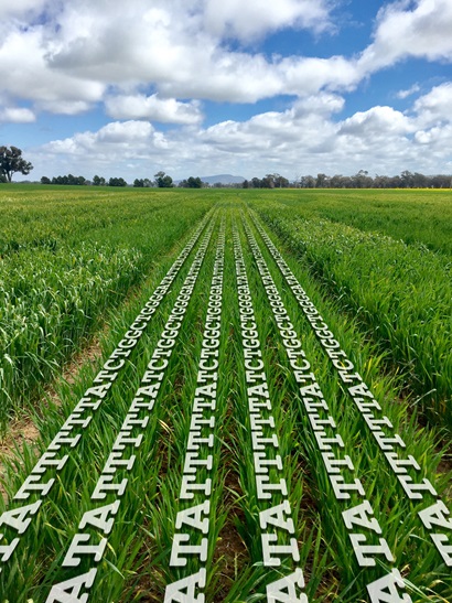 Crops growing in a field with letters in rows amongst the green crop