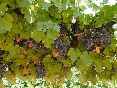 Red wine grapes growing on the vine.