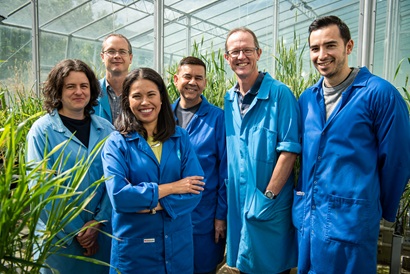 Six scientists in blue lab coats in a glasshouse with oat plants