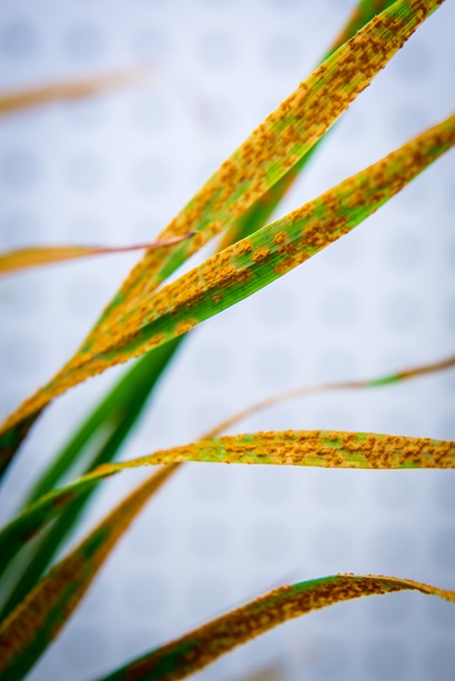 Leaves of an oat plant affected by rust, with yellow spores