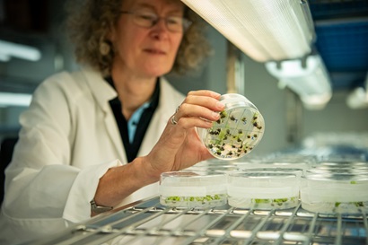 Cultures grown in a lab