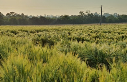 A field of barley