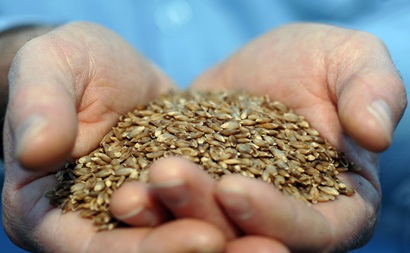 Cupped hands holding a handful BARLEYmax grains.