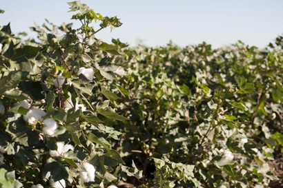 Close up of a cotton plant with cotton bolls among a cotton crop