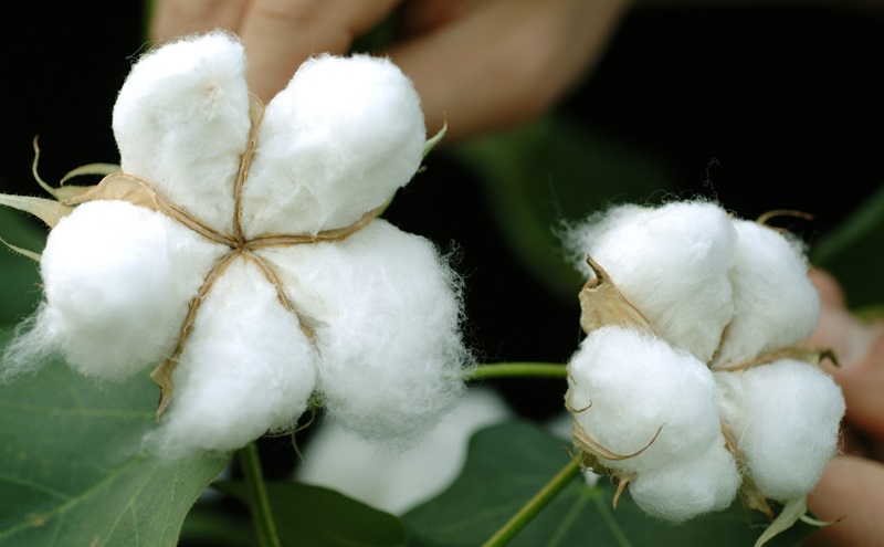 Two open cotton bolls on a cotton plant