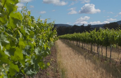 Rows of grape vines with mountains in the background