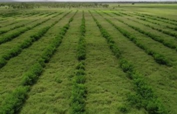 Leucaena, grazing, tropical legume, reducing methane emissions in cattle