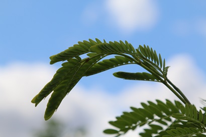 Leucaena tree