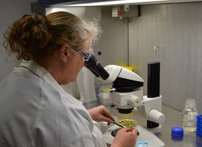 A researcher looking through a microscope in a laboratory.
