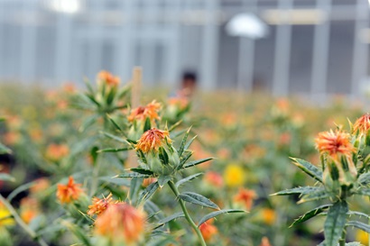 Safflower growing in a glasshouse.