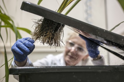 a feamle scientist slight out of focus in the background listing a lid of a large black container through which a sugarcane plant is growing. on the underside of the lid you can see the soil mass and roots fo the sugarcane.