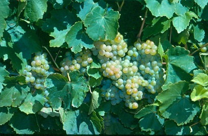 Plump bunches of green Taminga wine grape hanging on the vine