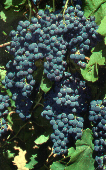 Bunches of black-blue wine grapes growing on a vine.