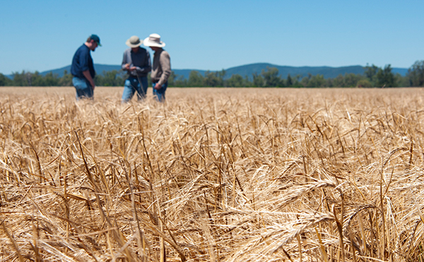 /-/media/AF/Images/Plants/ULG-barley-associated.jpg?mw=1000&hash=9A4F22F314F1F213F5E5BEBCA0033E63