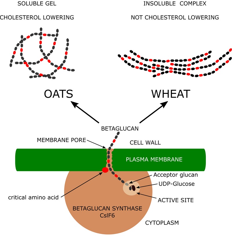diagram showing the process whereby an enzyme within the cell collects glucose and extrudes this betaglucan chain through a pore in the plasma memberane into the cell wall. Depending on the amino acid at the base of the pore the resulting betaglucan structure is either a soluble gel or insoluble lattice.