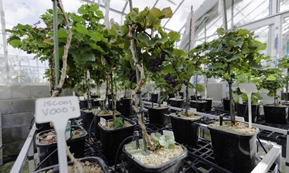 Microvine plants in a glasshouse